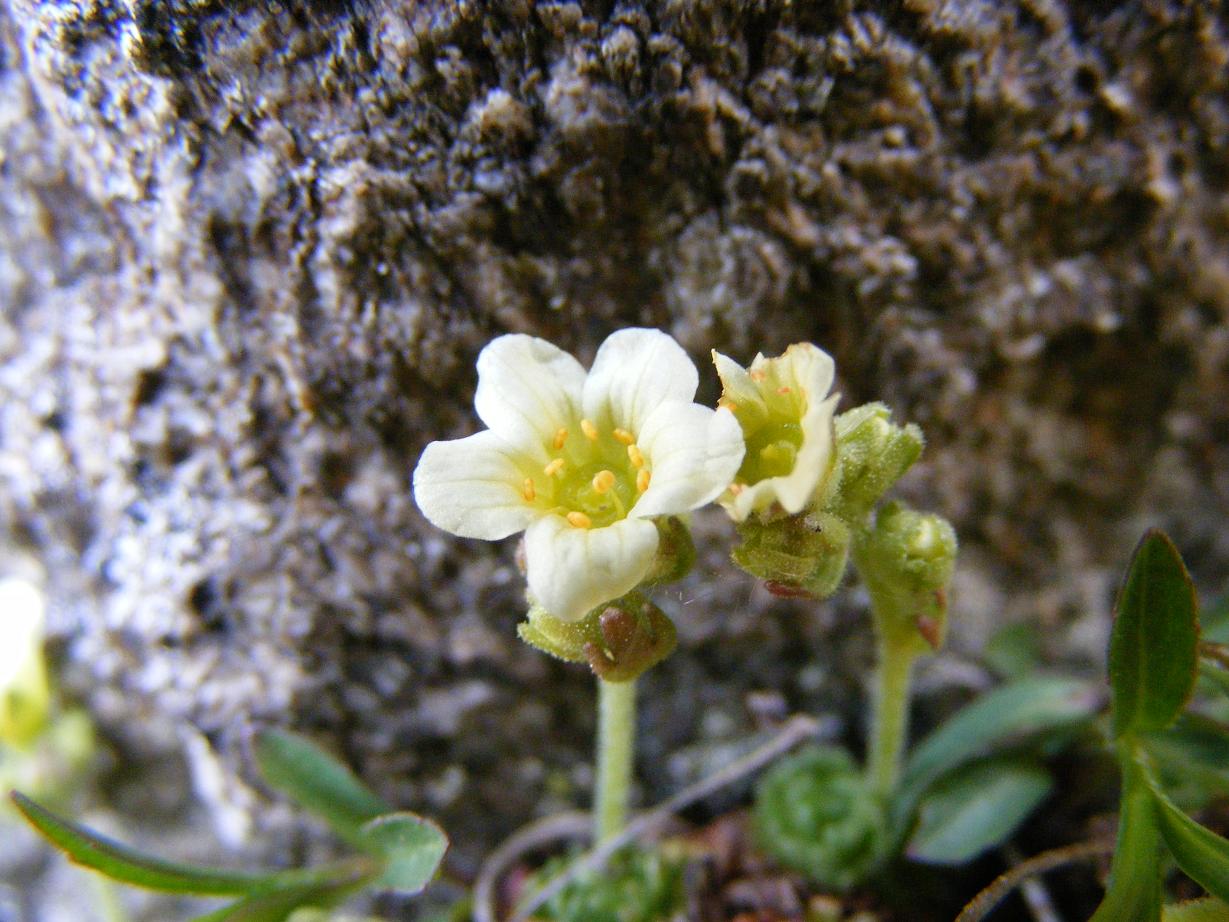 Cuscinetti d''alta quota